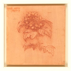 Leonardo da Vinci - RCIN 912421, A sprig of guilder-rose c.1506-12