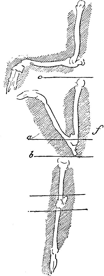 Leonardo - Trattato della pittura, 1890 (page 174a crop)