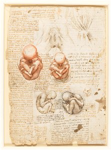Leonardo da Vinci - RCIN 919101, Recto The fetus, and the muscles attached to the pelvis