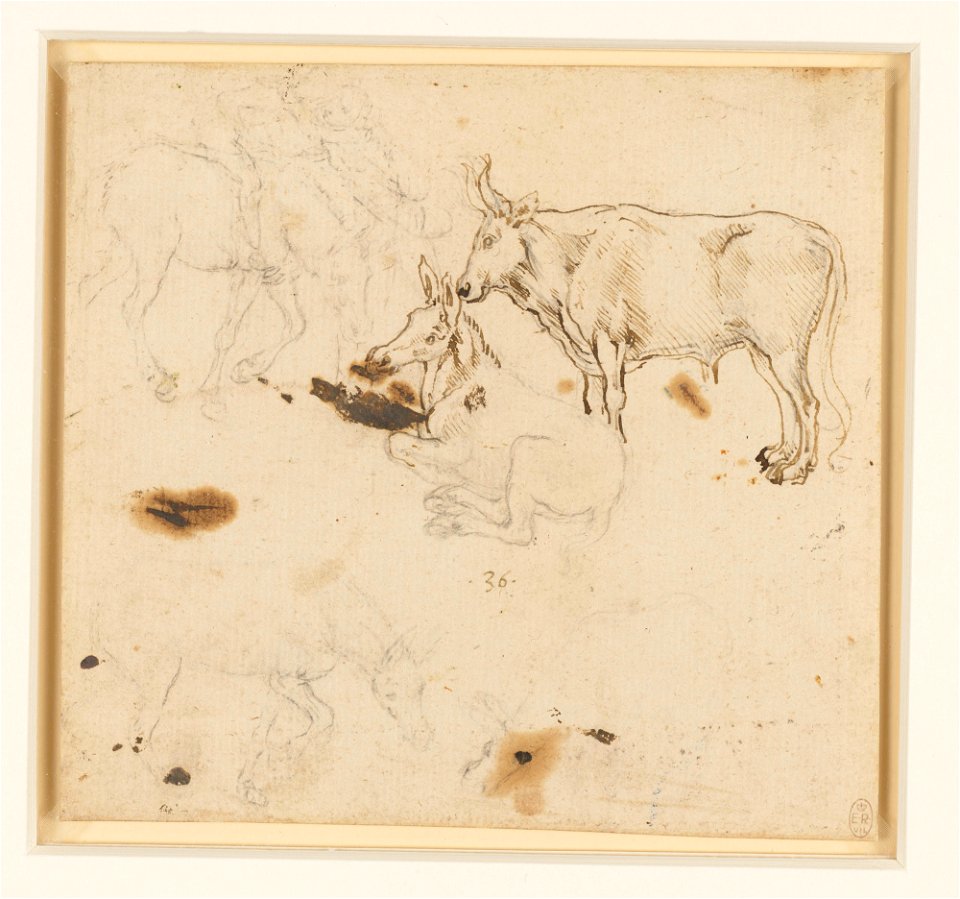 Leonardo da Vinci - RCIN 912362, An ox and ass, and other studies of asses c.1478-80