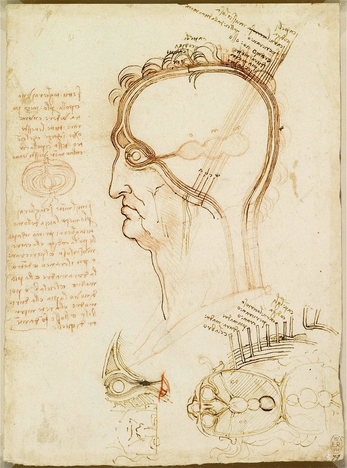 Leonardo da Vinci - RCIN 912603, Recto The layers of the scalp, and the cerebral ventricles