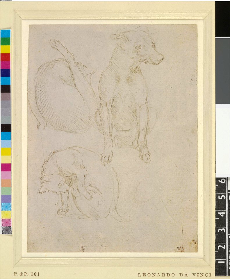 Leonardo da Vinci - 1895,0915.477, Two studies of a cat and one of a dog