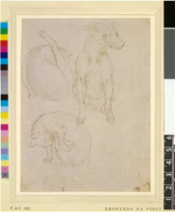 Leonardo da Vinci - 1895,0915.477, Two studies of a cat and one of a dog. Free illustration for personal and commercial use.