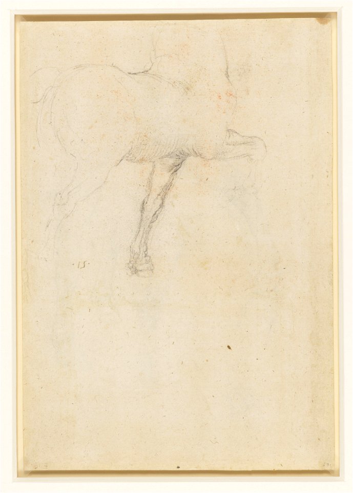 Leonardo da Vinci - RCIN 912309, Verso A study of a horse c.1517-18
