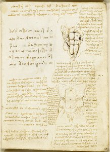 Leonardo da Vinci - RCIN 919032, Recto The male torso, with notes