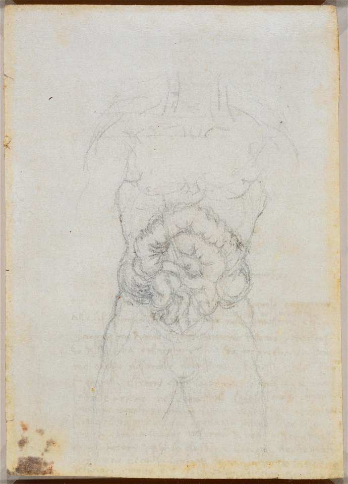 Leonardo da Vinci - RCIN 919053, Recto The intestines