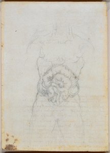 Leonardo da Vinci - RCIN 919053, Recto The intestines