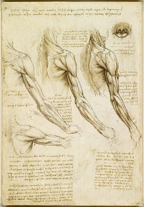 Leonardo da Vinci - RCIN 919005, Verso The muscles of the shoulder, arm and neck c.1510-11