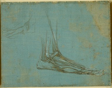 Leonardo da Vinci - RCIN 912374, A bear's foot c.1488-90