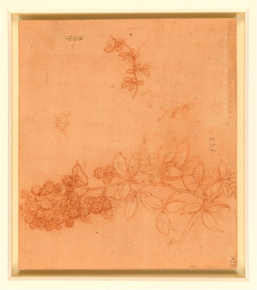 Leonardo da Vinci - RCIN 912420, A branch of blackberry, and a stem of bird's-foot trefoil c.1506-12