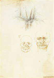 Leonardo da Vinci - RCIN 919029, Verso The vessels of the neck and face c.1508