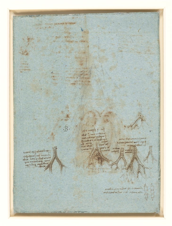 Leonardo da Vinci - RCIN 919072, Recto Studies of the trachea, and associated vessels