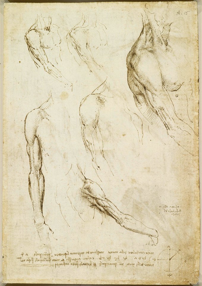 Leonardo da Vinci - RCIN 919013, Verso The muscles of the shoulder and arm, and the bones of the foot c.1510-11