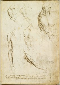 Leonardo da Vinci - RCIN 919013, Verso The muscles of the shoulder and arm, and the bones of the foot c.1510-11