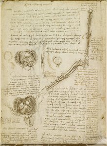Leonardo da Vinci - RCIN 919103, The rotation of the arm, and the foetus in the womb c.1511