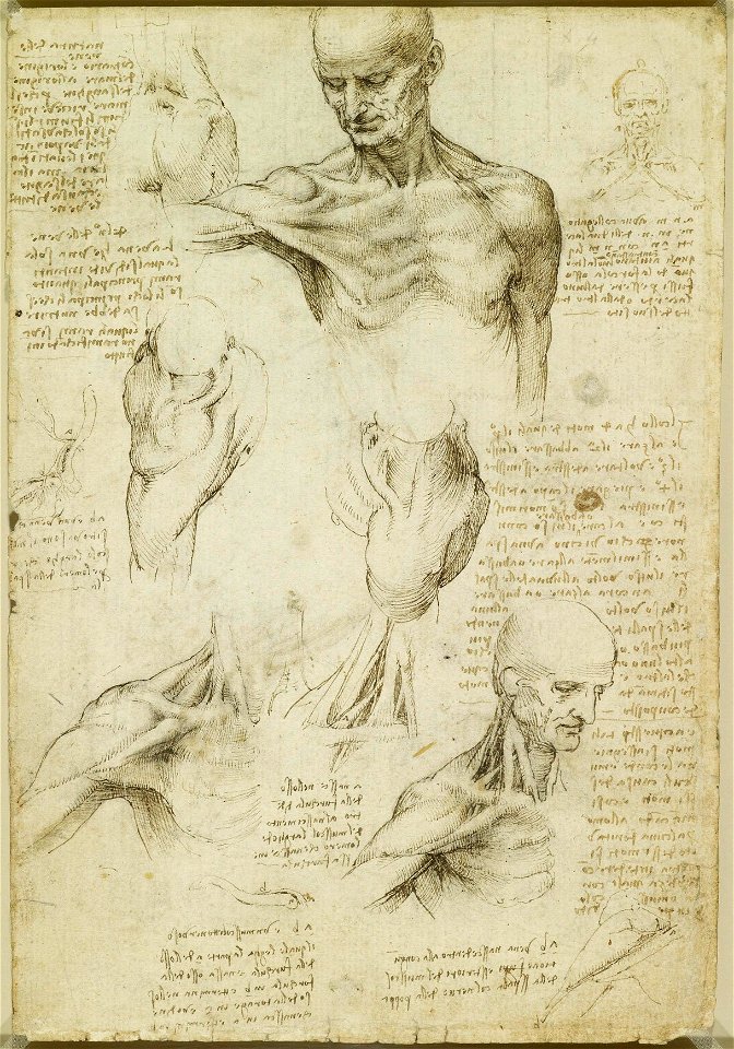 Leonardo da Vinci - RCIN 919003, Recto The superficial anatomy of the shoulder and neck