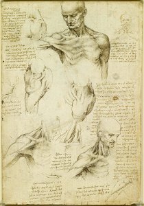 Leonardo da Vinci - RCIN 919003, Recto The superficial anatomy of the shoulder and neck