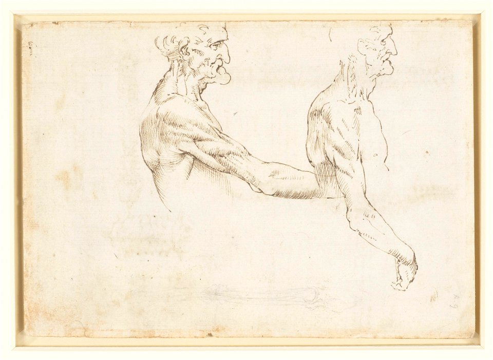 Leonardo da Vinci - RCIN 919007, Verso The vertebral column c.1510-11
