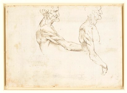 Leonardo da Vinci - RCIN 919007, Verso The vertebral column c.1510-11