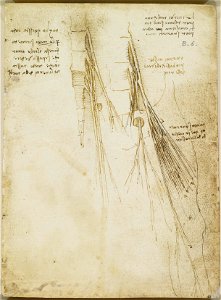 Leonardo da Vinci - RCIN 919023, Recto The lumbar plexus