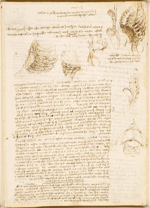 Leonardo da Vinci - RCIN 919064, Recto Studies of the thorax