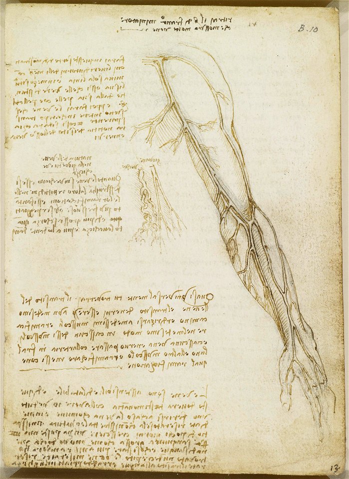Leonardo da Vinci - RCIN 919027, Recto The veins of the arm