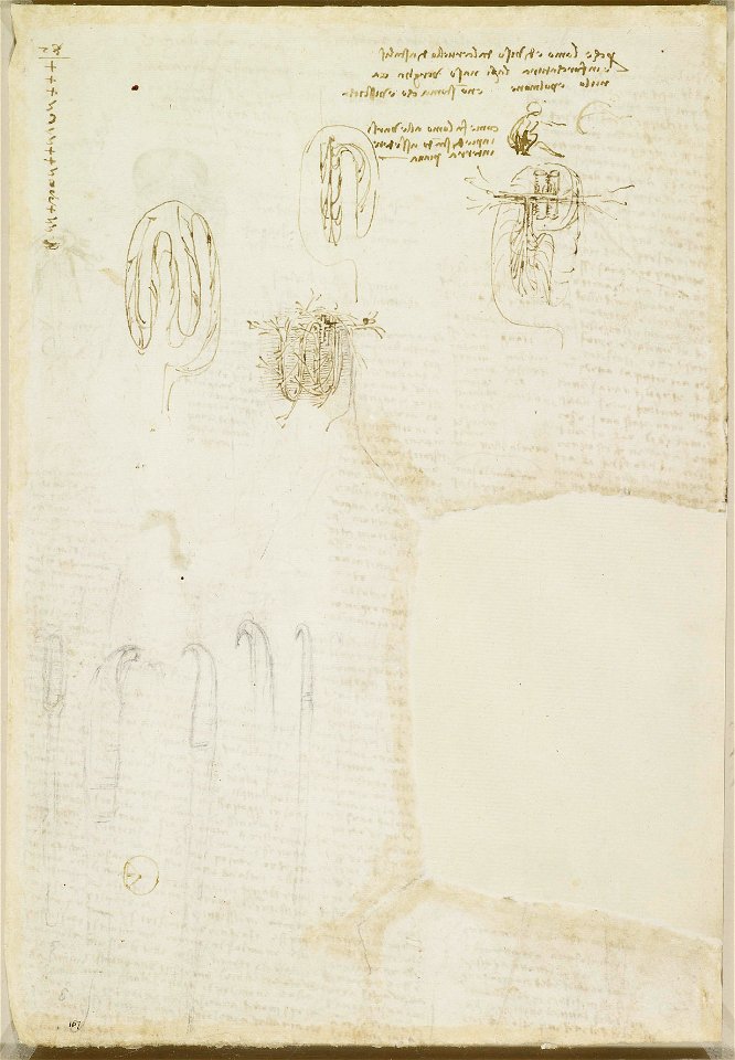 Leonardo da Vinci - RCIN 919070, Recto Sketches of the intestines, scapels and hooks for dissection, and notes