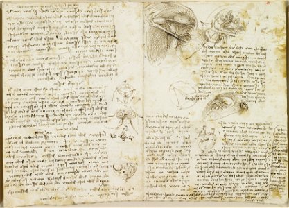 Leonardo da Vinci - RCIN 919118, Recto The right ventricle and the valves of the heart
