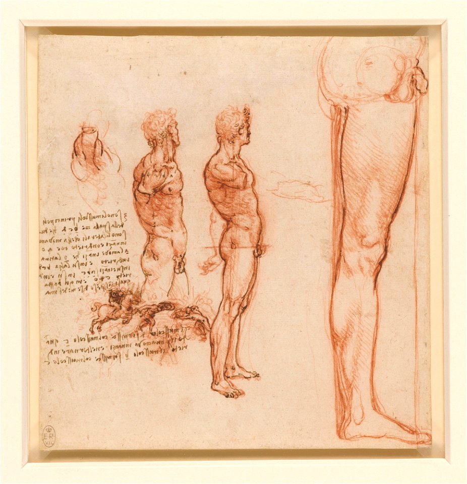 Leonardo da Vinci - RCIN 912640, The muscles of the shoulder, torso and leg, and a skirmish c.1506-8