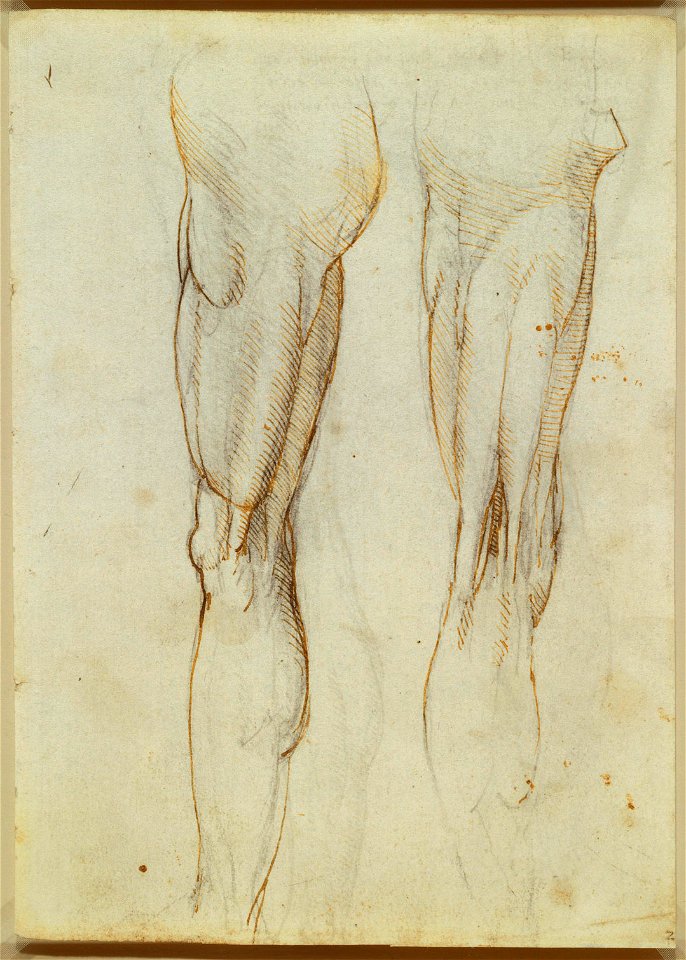 Leonardo da Vinci - RCIN 919036, Recto The muscles of the thigh