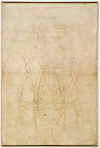 Leonardo da Vinci - RCIN 912280, Verso The principal organs and vessels of a woman (tracing) c.1508-10