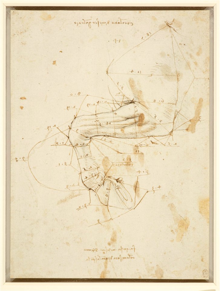 Leonardo da Vinci - RCIN 912294, A horse's left foreleg, with measurements c.1490-92