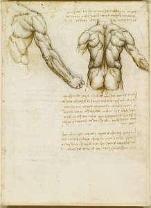 Leonardo da Vinci - RCIN 919044, Recto The muscles of the back and arm