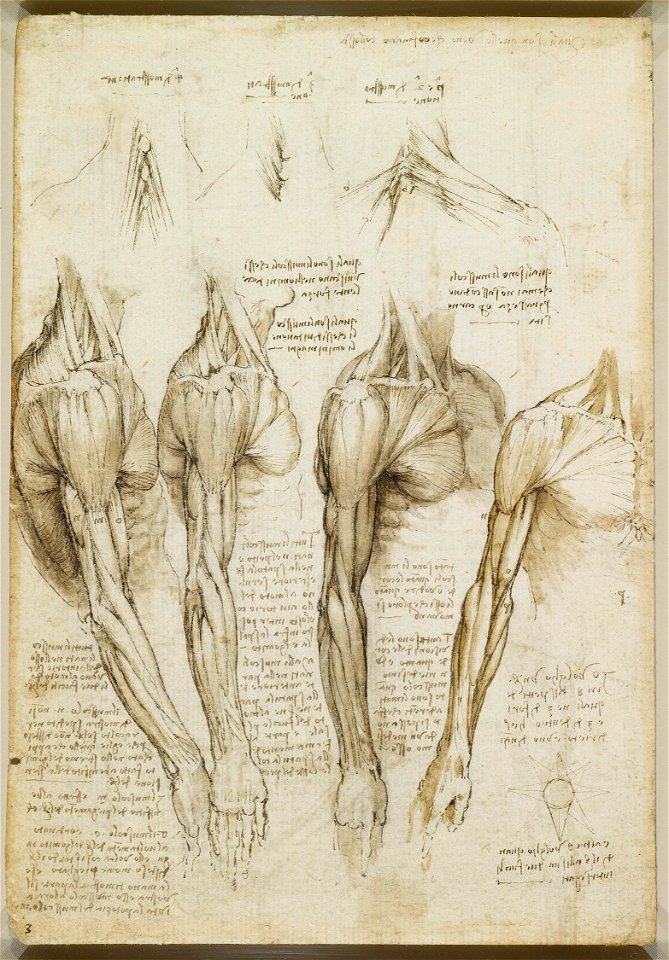 Leonardo da Vinci - RCIN 919008, Verso The muscles of the shoulder, arm and neck c.1510-11