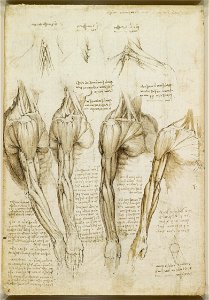 Leonardo da Vinci - RCIN 919008, Verso The muscles of the shoulder, arm and neck c.1510-11