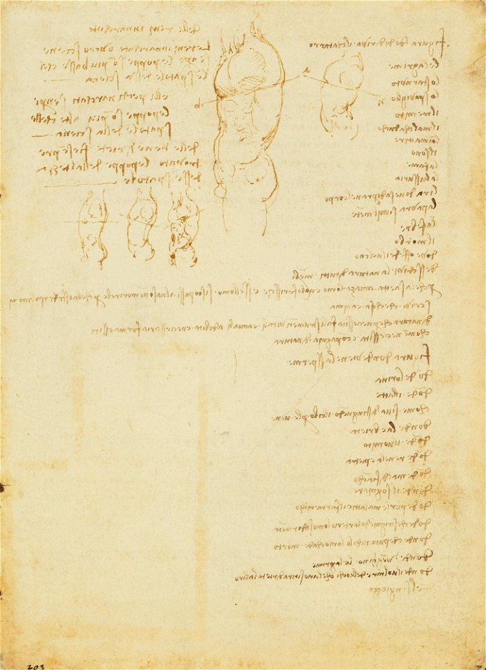 Leonardo da Vinci - RCIN 919038, Recto Sketches of a male torso, and notes