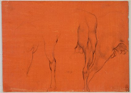 Leonardo da Vinci - RCIN 912306, Horses' legs and hind-quarters c.1478-80