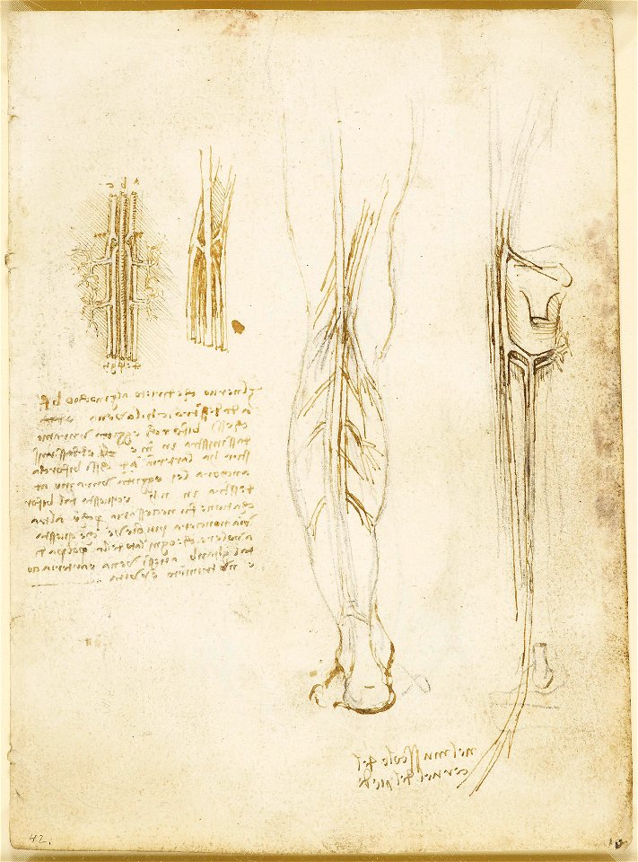 Leonardo da Vinci - RCIN 919024, Recto The nerves and vessels of the leg