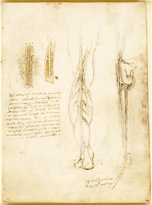 Leonardo da Vinci - RCIN 919024, Recto The nerves and vessels of the leg