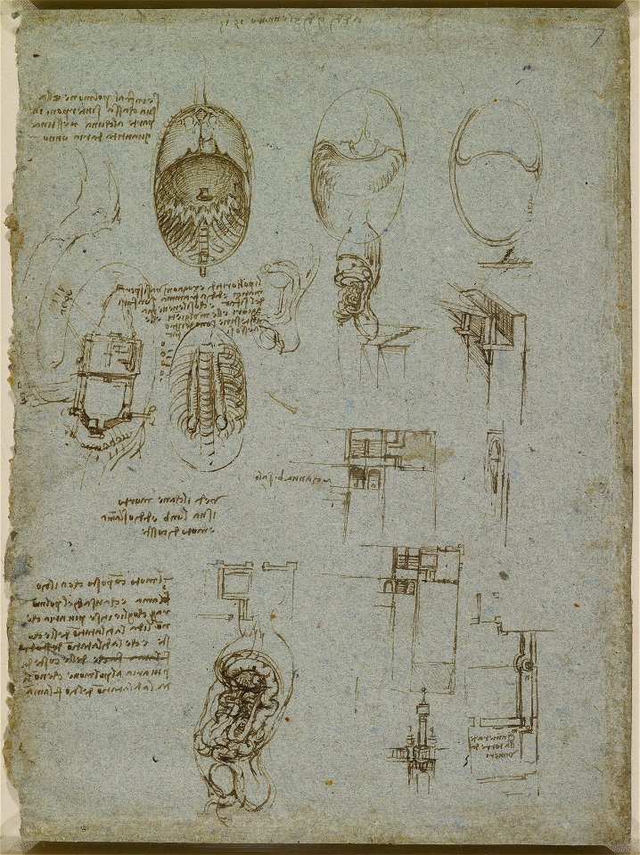 Leonardo da Vinci - RCIN 919077, The diaphragm of a dog, and other studies 1513