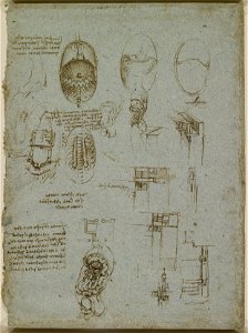 Leonardo da Vinci - RCIN 919077, The diaphragm of a dog, and other studies 1513