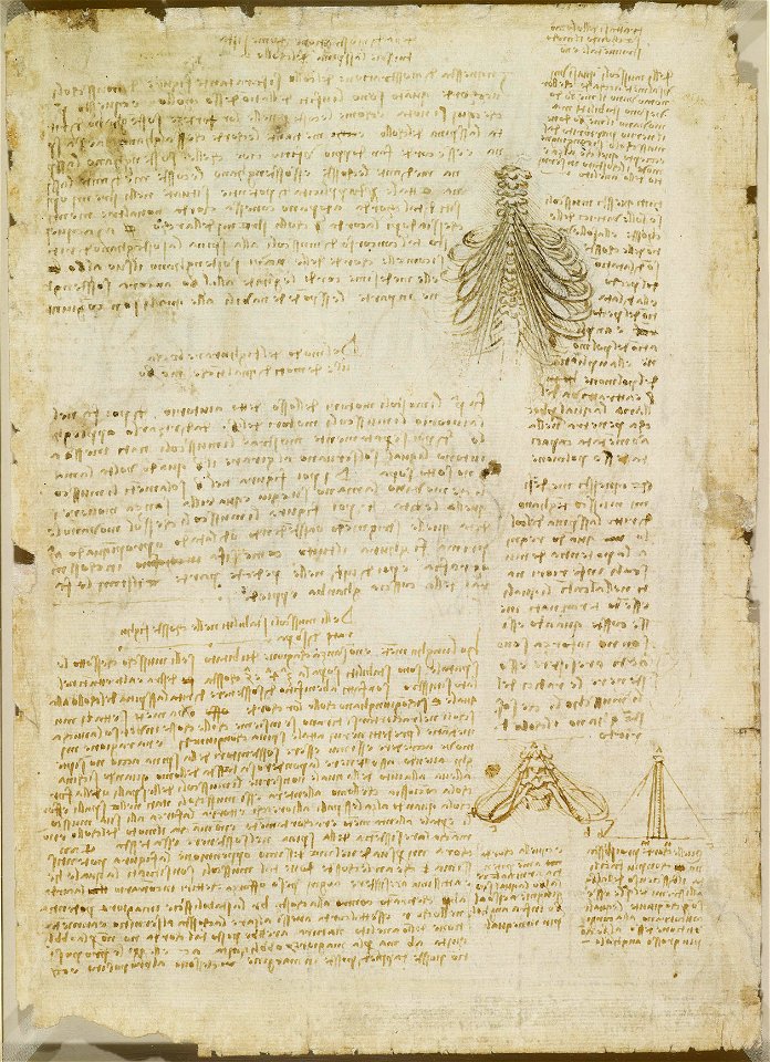 Leonardo da Vinci - RCIN 919015, Verso The muscles of the upper spine c.1510-11