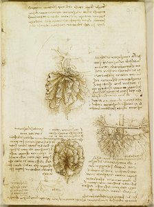 Leonardo da Vinci - RCIN 919020, Recto The mesentery of the bowel and its blood supply, with notes
