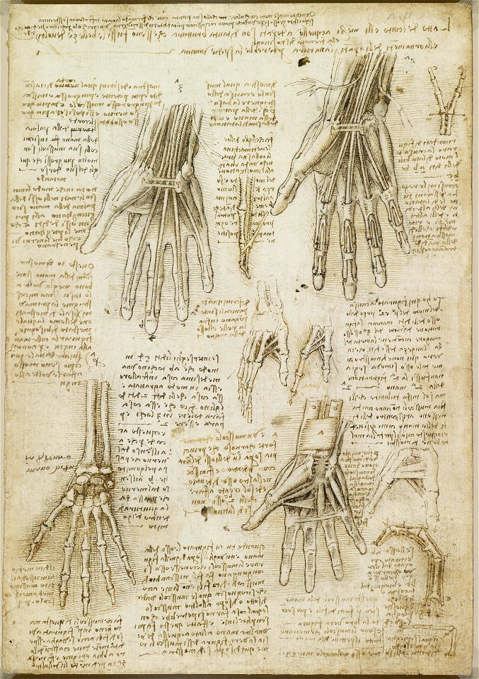 Leonardo da Vinci - RCIN 919009, Recto The bones, muscles and tendons of the hand