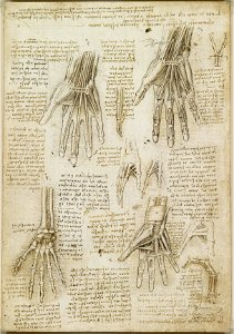 Leonardo da Vinci - RCIN 919009, Recto The bones, muscles and tendons of the hand