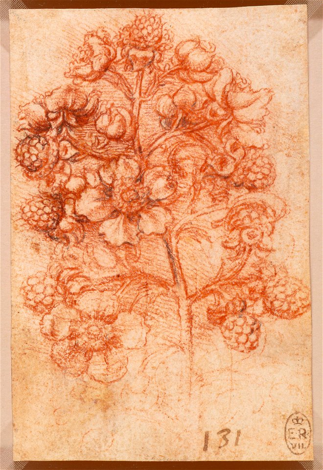 Leonardo da Vinci - RCIN 912425, A sprig of blackberry (Rubus fruticosus) c.1505-10