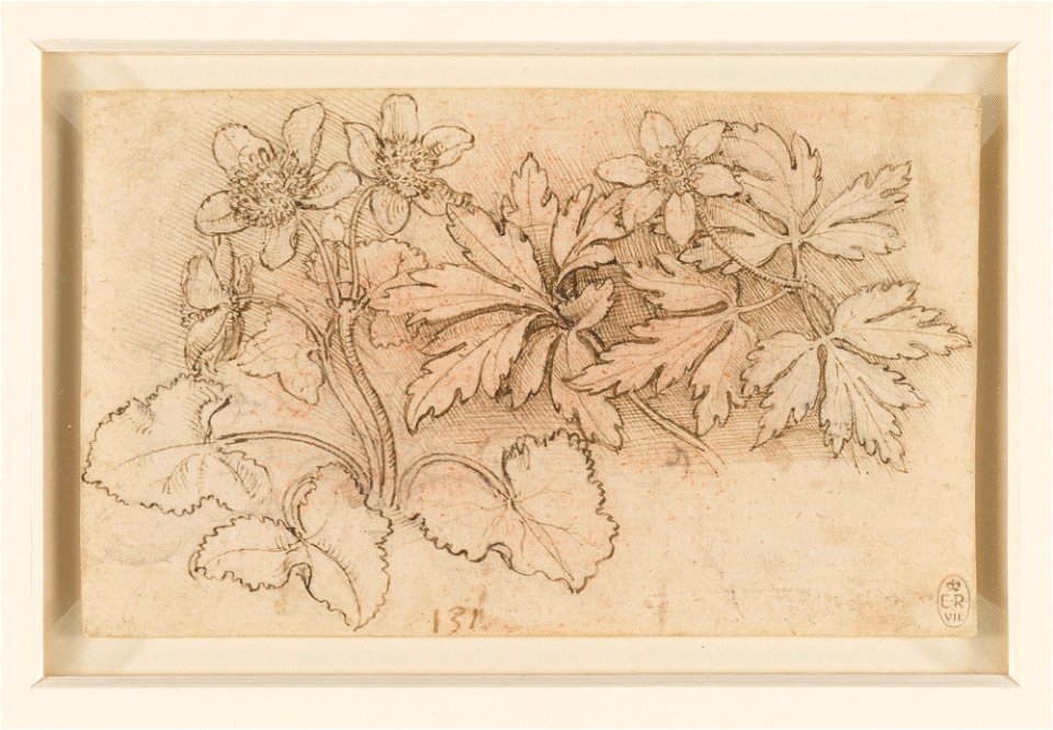 Leonardo da Vinci - RCIN 912423, Marsh marigold (Caltha palustris) and wood anemone (Anemone nemorosa) c.1505-10