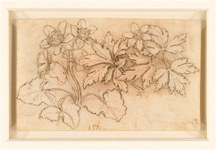 Leonardo da Vinci - RCIN 912423, Marsh marigold (Caltha palustris) and wood anemone (Anemone nemorosa) c.1505-10