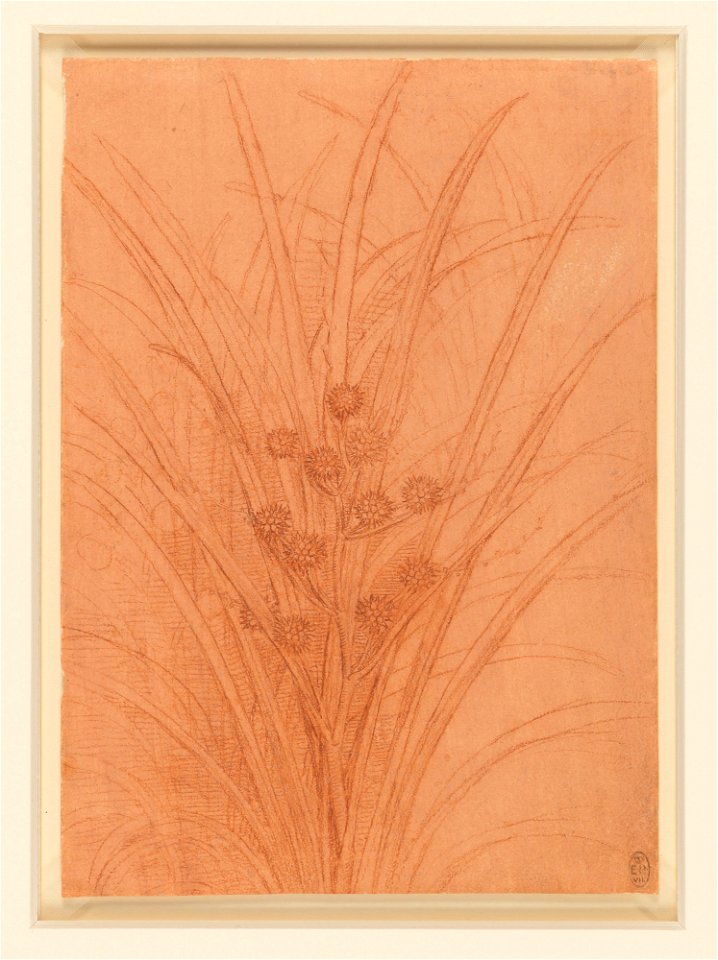 Leonardo da Vinci - RCIN 912430, Recto A branched bur-reed