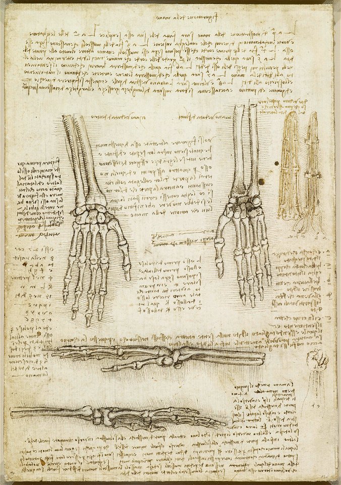 Leonardo da Vinci - RCIN 919009, Verso The bones of the hand c.1510-11